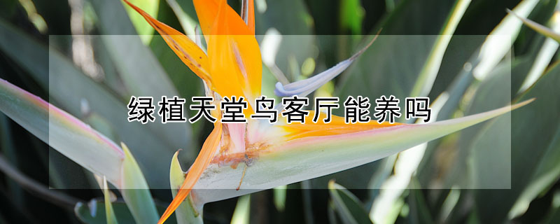 绿植天堂鸟客厅能养吗