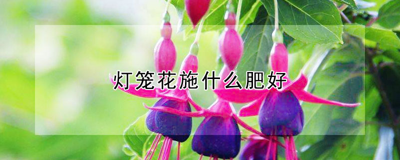 灯笼花施什么肥好