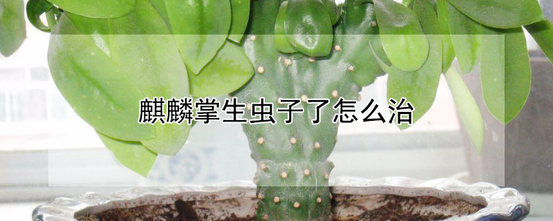 麒麟掌生虫子了怎么治