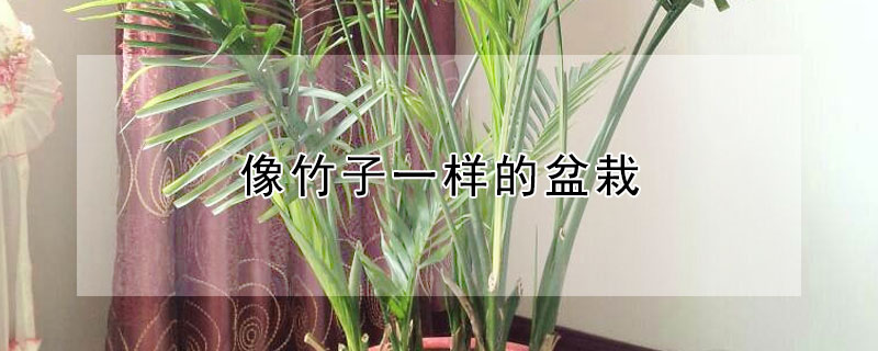 像竹子一样的盆栽