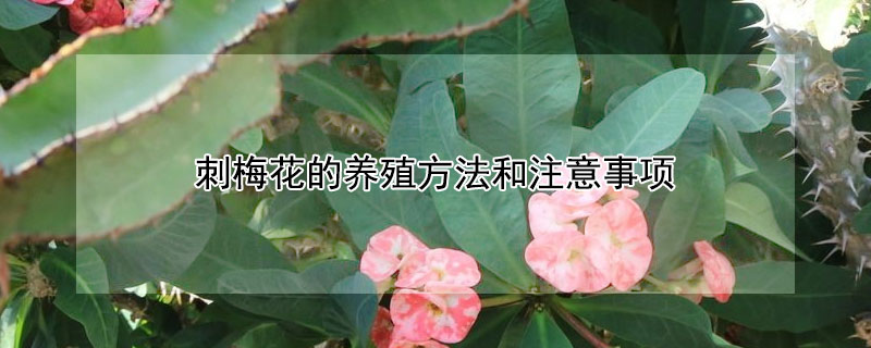 刺梅花的养殖方法和注意事项