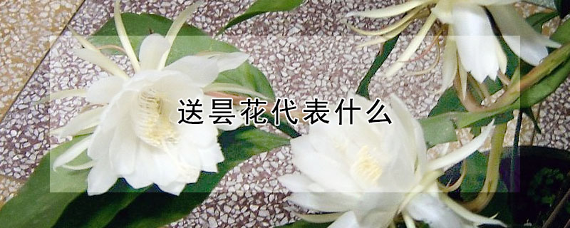 送昙花代表什么