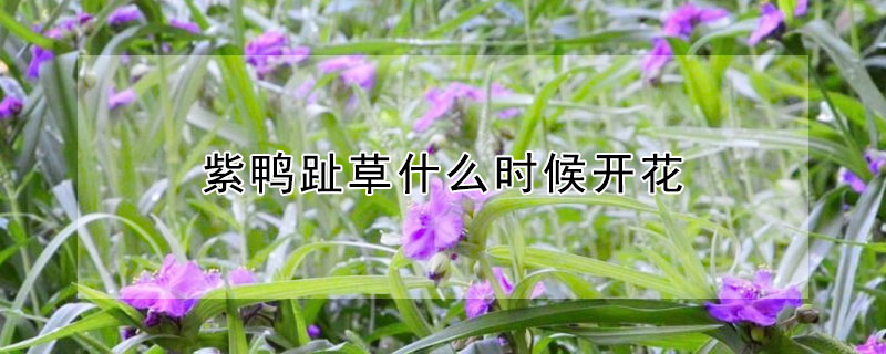 紫鸭趾草什么时候开花