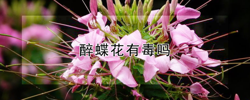 醉蝶花有毒吗