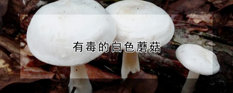 有毒的白色蘑菇