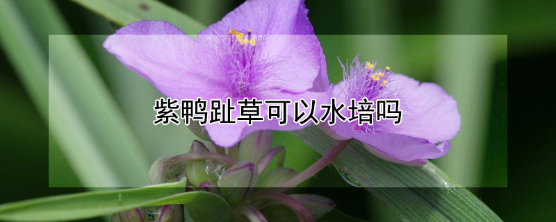 紫鸭趾草可以水培吗
