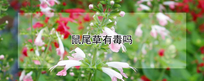 鼠尾草有毒吗