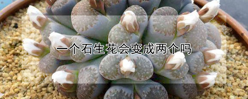 一个石生花会变成两个吗