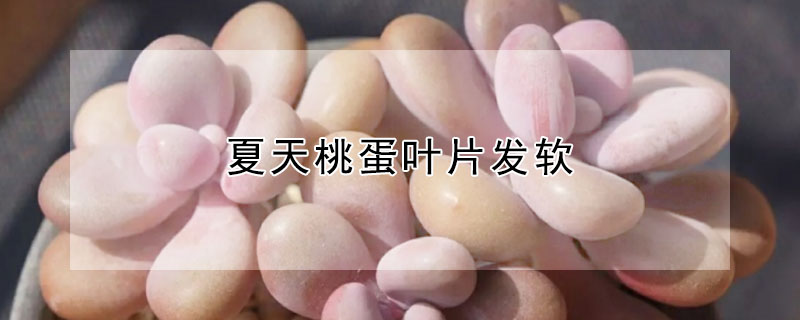 夏天桃蛋叶片发软