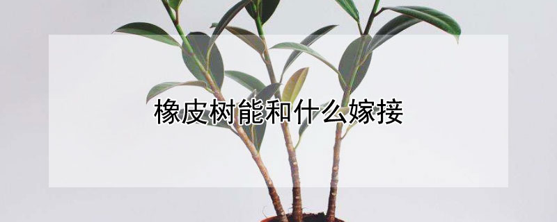 橡皮树能和什么嫁接