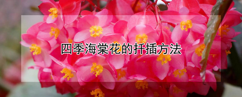 四季海棠花的扦插方法
