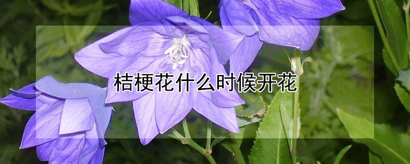 桔梗花什么时候开花