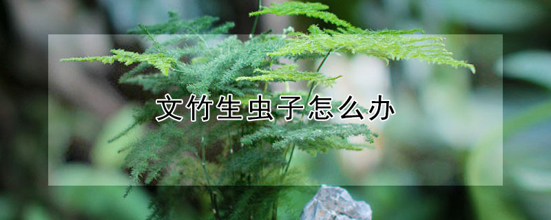 文竹生虫子怎么办