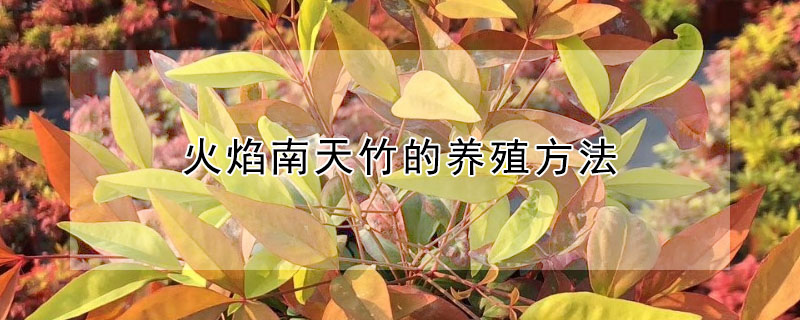 火焰南天竹的养殖方法