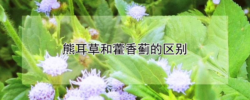 熊耳草和藿香蓟的区别 发财农业网