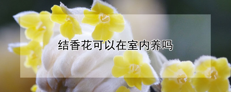 结香花可以在室内养吗