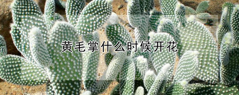 黄毛掌什么时候开花