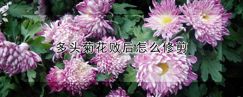 多头菊花败后怎么修剪