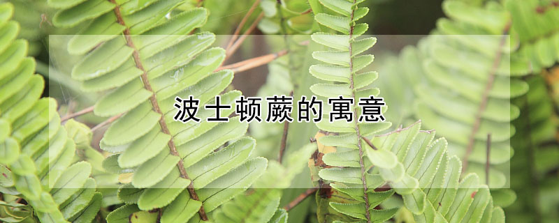 波士顿蕨的寓意