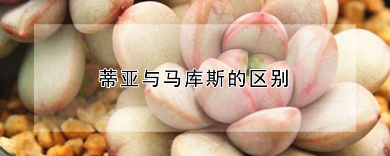 蒂亚与马库斯的区别