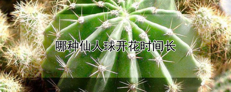 哪种仙人球开花时间长