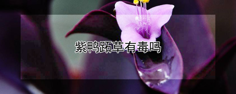 紫鸭跖草有毒吗