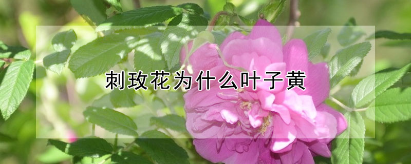 刺玫花为什么叶子黄