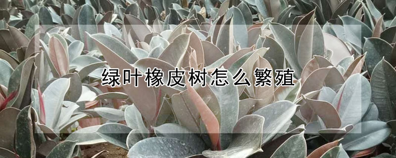 绿叶橡皮树怎么繁殖