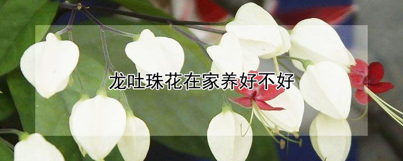 龙吐珠花在家养好不好