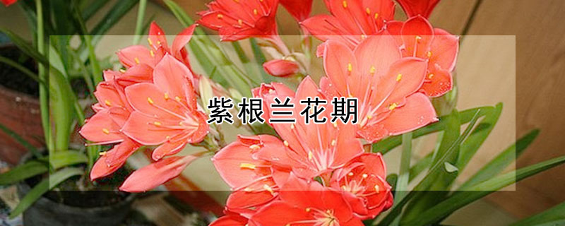 紫根兰花期