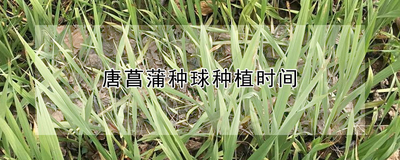 唐菖蒲种球种植时间