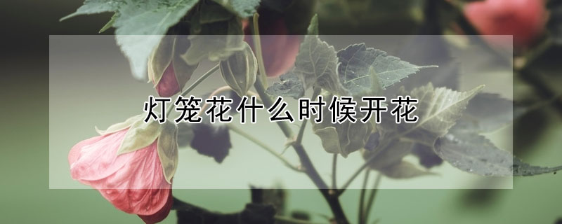 灯笼花什么时候开花