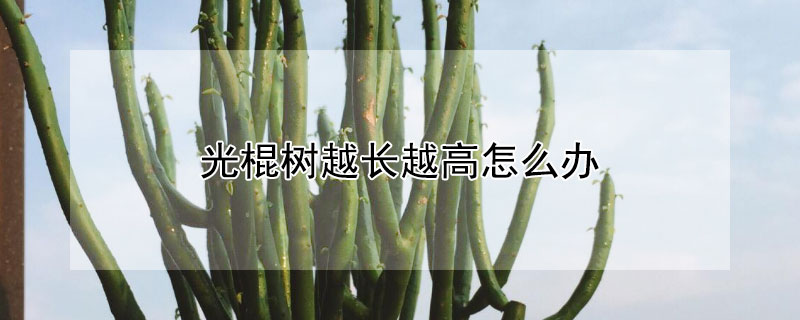 光棍树越长越高怎么办