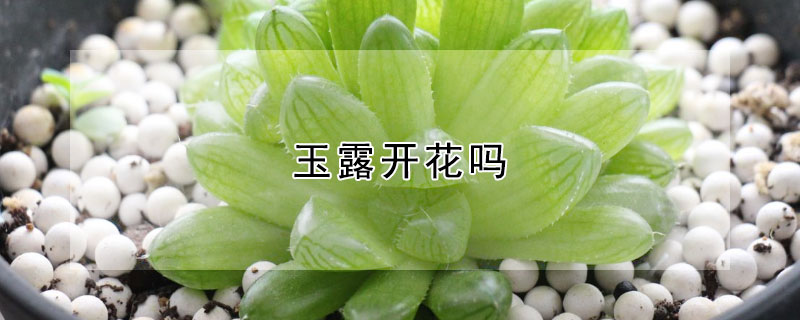 玉露开花吗