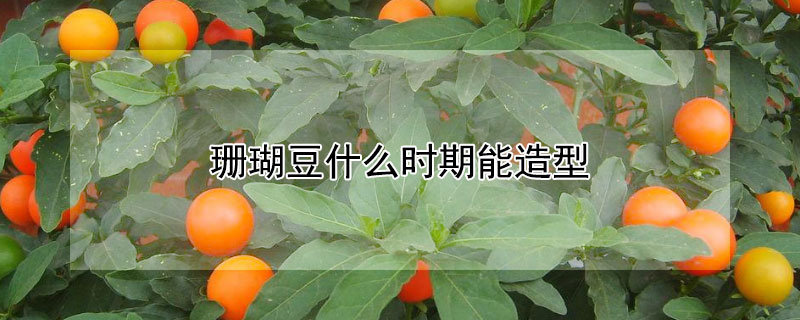 珊瑚豆什么时期能造型