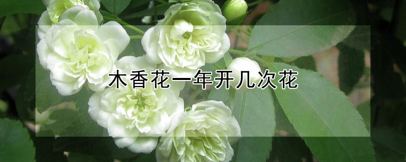 木香花一年开几次花