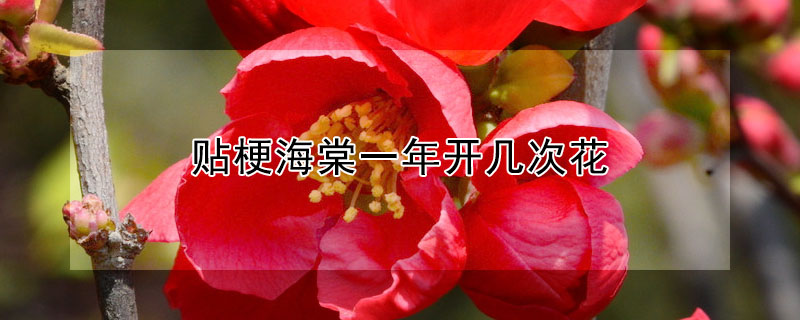 贴梗海棠一年开几次花