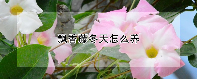 飘香藤冬天怎么养