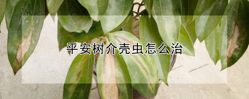 平安树介壳虫怎么治