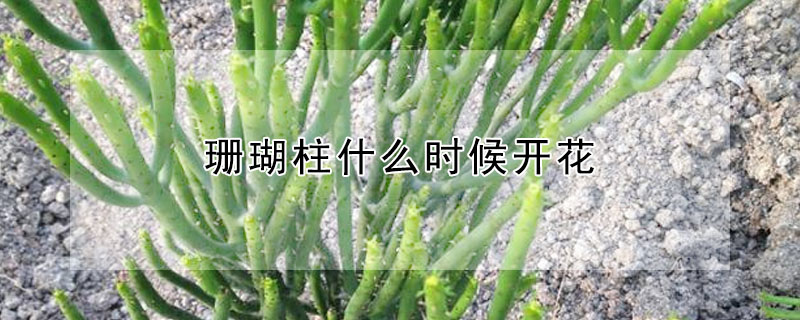 珊瑚柱什么时候开花