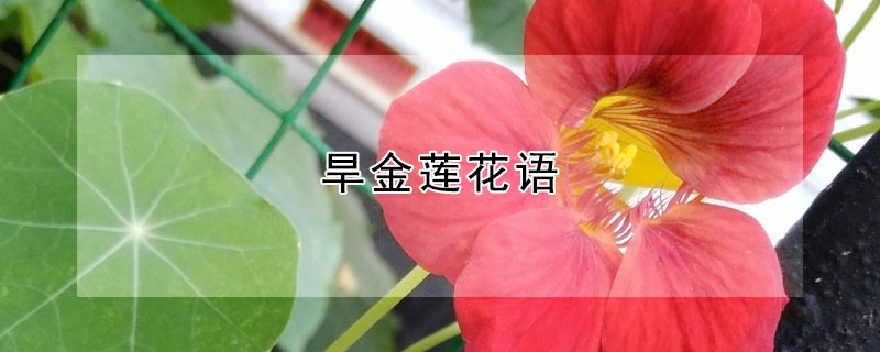 旱金莲花语