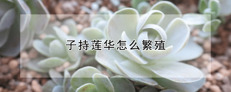 子持莲华怎么繁殖