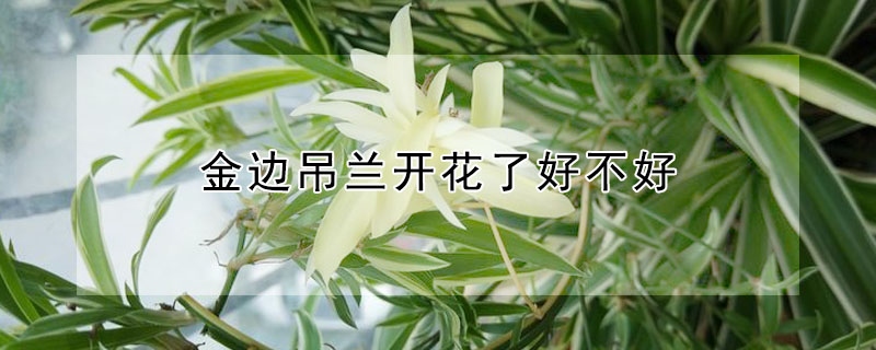 金边吊兰开花了好不好