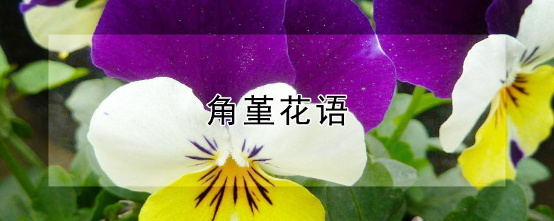 角堇花语