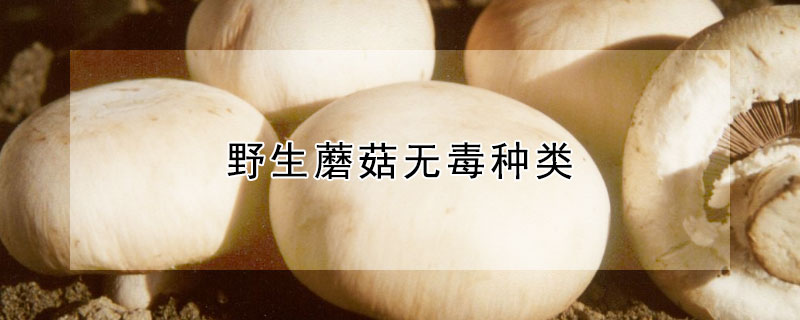 野生蘑菇无毒种类