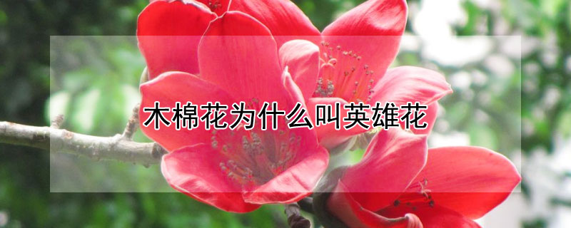 木棉花为什么叫英雄花