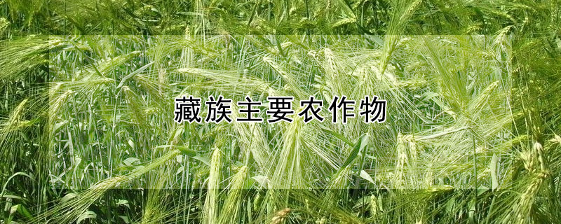 藏族主要农作物 —【发财农业网】