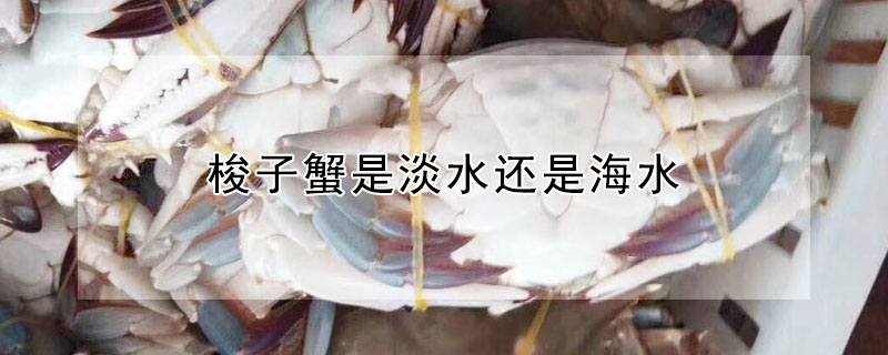 梭子蟹是淡水还是海水