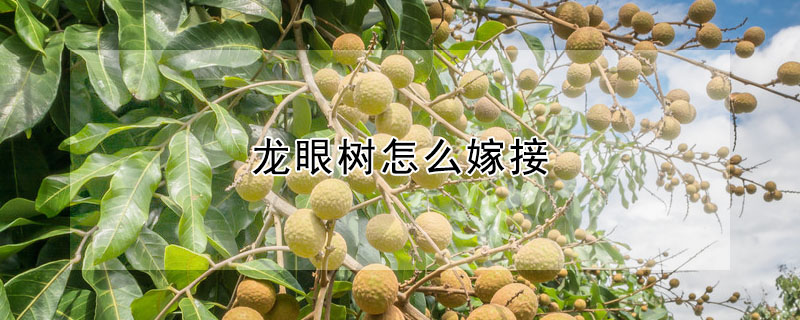 龙眼树怎么嫁接 —【发财农业网】 