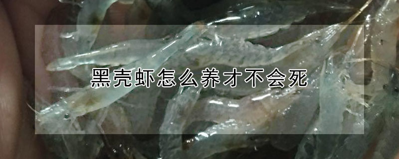 黑壳虾怎么养才不会死